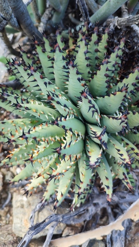 Aloe erinacea