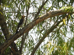 Melanerpes aurifrons