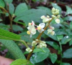 Begonia buddleiifolia