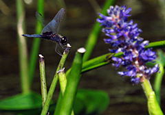 Celithemis martha