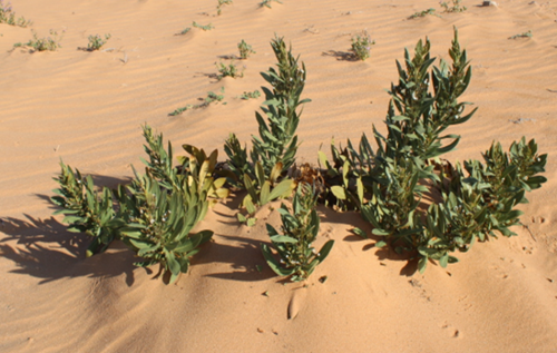 Rhazya stricta