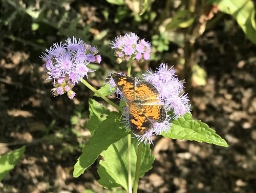 Pearl Crescent photographed in Connecticut