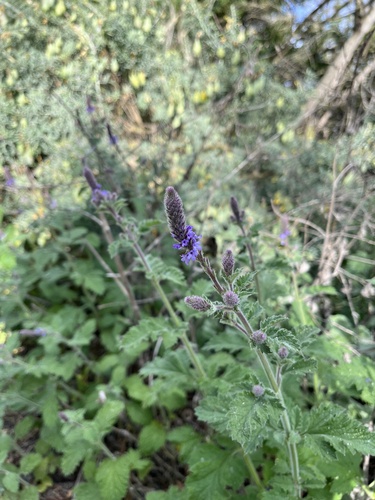 iNaturalist observation photo of western vervain