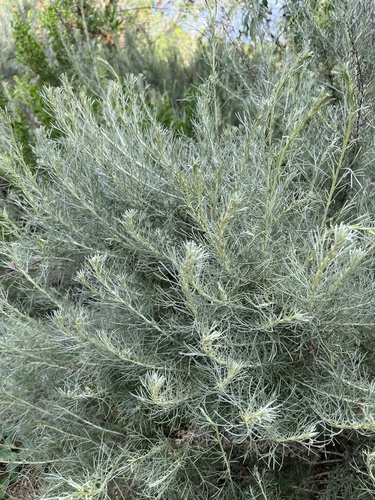 iNaturalist observation photo of California sagebrush