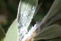 Boreioglycaspis melaleucae