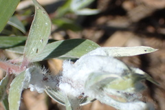 Boreioglycaspis melaleucae