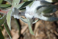 Boreioglycaspis melaleucae