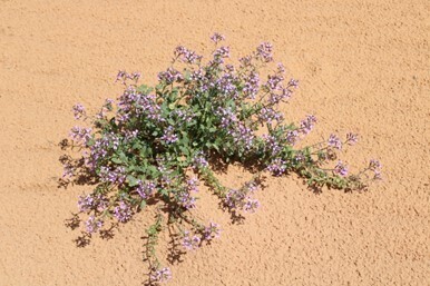 Limonium scoparium