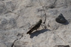 Spharagemon saxatile