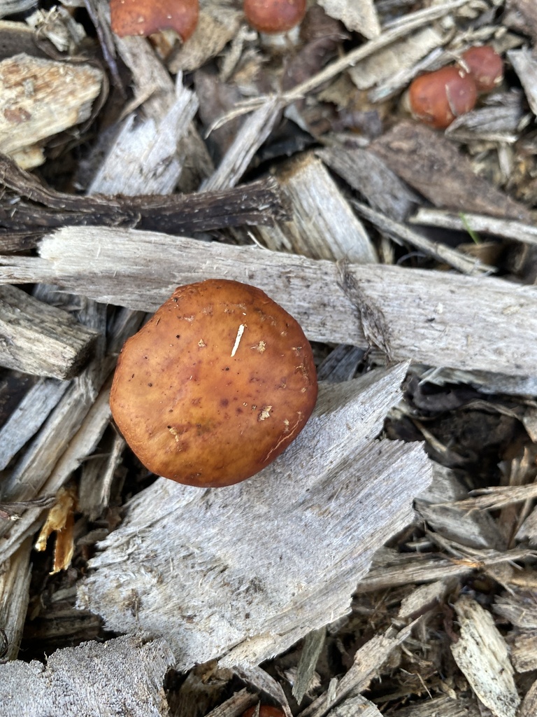 Leratiomyces ceres · April 2025 · photo: © jack12347 (iNaturalist, cc0)