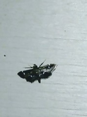 Nomophilini