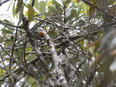 Thlypopsis fulviceps