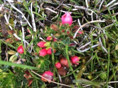 Disterigma empetrifolium