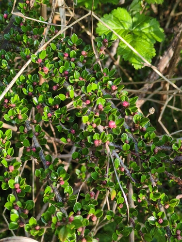 Cotoneaster horizontalis