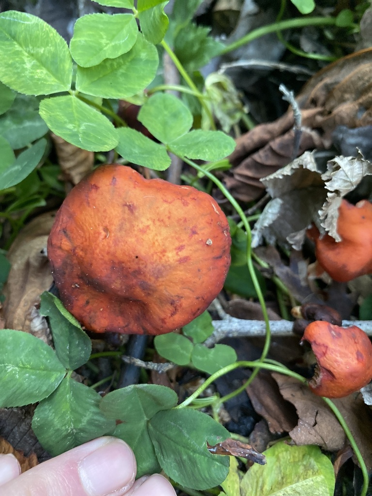 Leratiomyces ceres · April 2025 · photo: © jack12347 (iNaturalist, cc0)