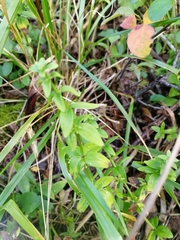 Cruciata glabra krylovii