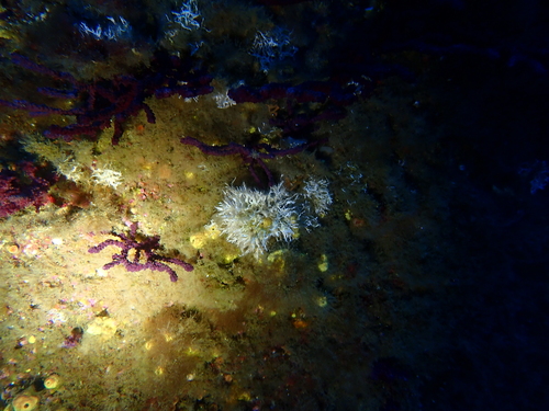 Salmacina dysteri observed 2025-04-26