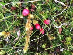 Disterigma empetrifolium