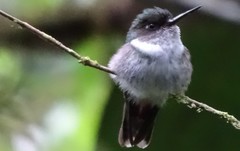 Phlogophilus hemileucurus