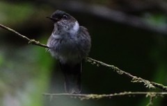 Phlogophilus hemileucurus