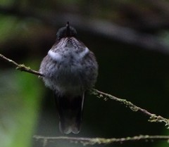 Phlogophilus hemileucurus