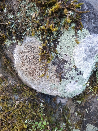 Porpidia albocaerulescens