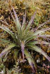 Puya clava-herculis