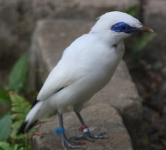 Leucopsar rothschildi