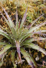 Puya clava-herculis