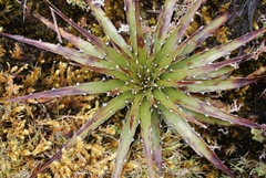 Puya clava-herculis