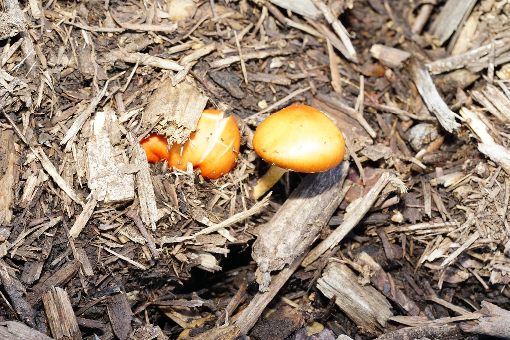 Leratiomyces ceres · April 2025 · photo: © hanwen-zhang (iNaturalist, cc0)