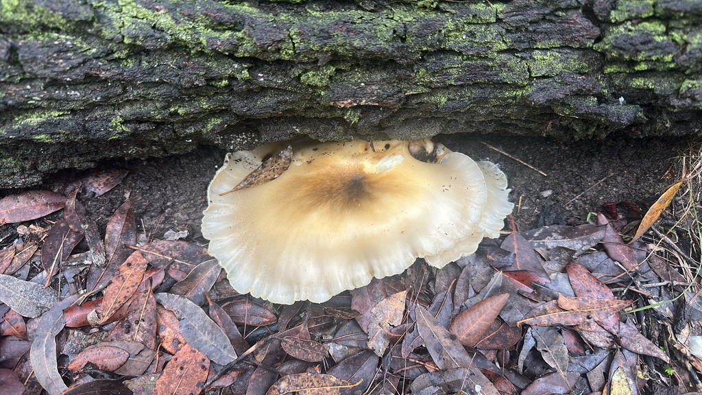 Omphalotus nidiformis · April 2025 · photo: © lukas74 (iNaturalist, cc-by)