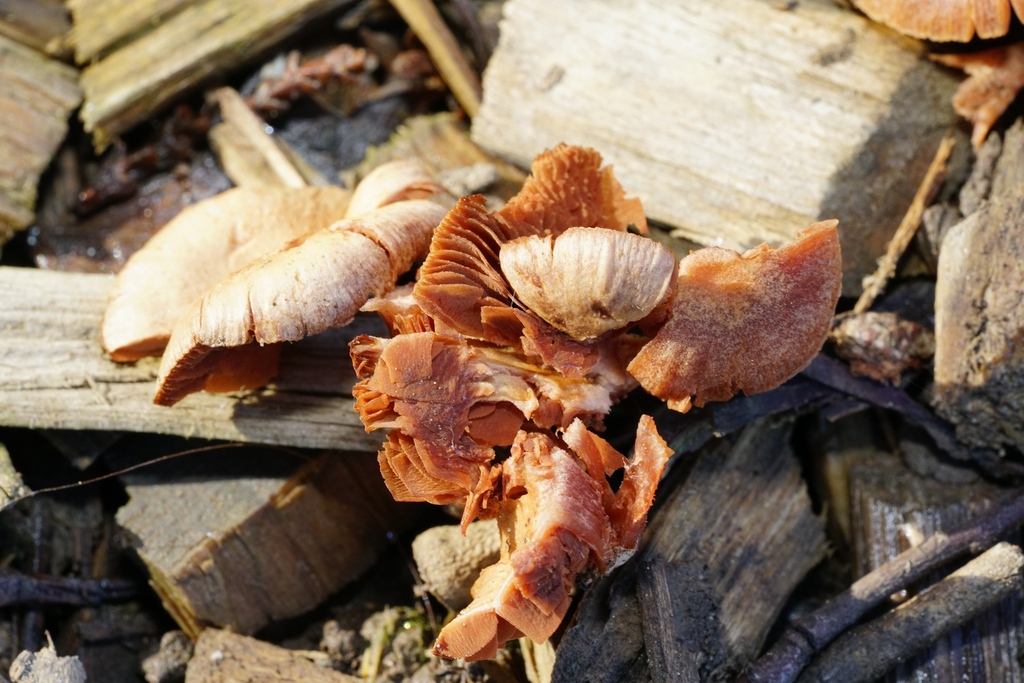 Tubaria furfuracea