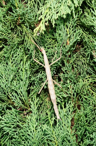 Unarmed stick-insect photo 2