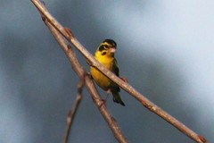 Chloris spinoides