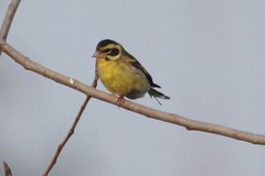 Chloris spinoides