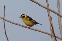 Chloris spinoides