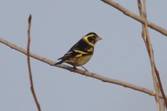 Chloris spinoides