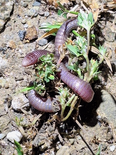 Central Iberian Worm Lizard, Los Chochales, Churriana, 29004 Málaga, Spanien, photo 9 of 10