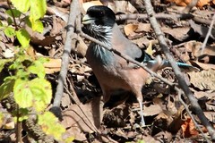 Garrulus lanceolatus