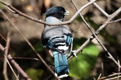 Garrulus lanceolatus