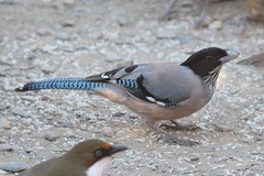 Garrulus lanceolatus