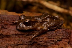 Hamilton's Frog photo 4