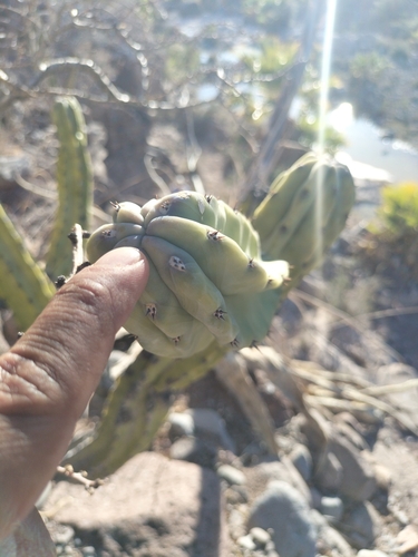 Image of Myrtillocactus cochal by no rights reserved