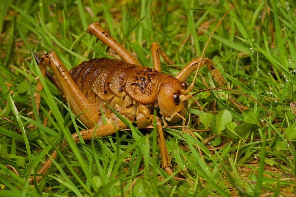 Cook Strait Giant Weta
