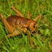 Cook Strait Giant Weta - Photo (c) Andy MacDonald, some rights reserved (CC BY-NC), uploaded by Andy MacDonald