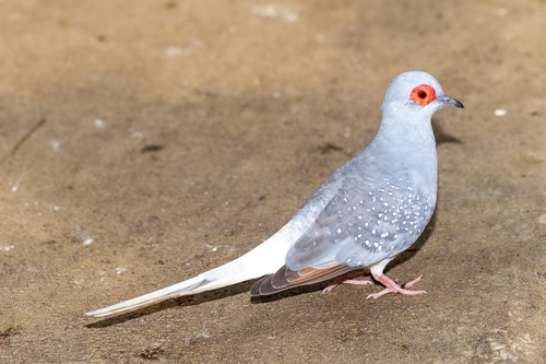 Diamond Dove, photo 6 of 10