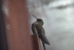 Oreotrochilus chimborazo