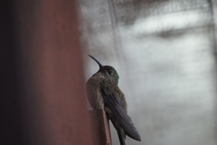 Oreotrochilus chimborazo