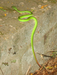 Trimeresurus insularis